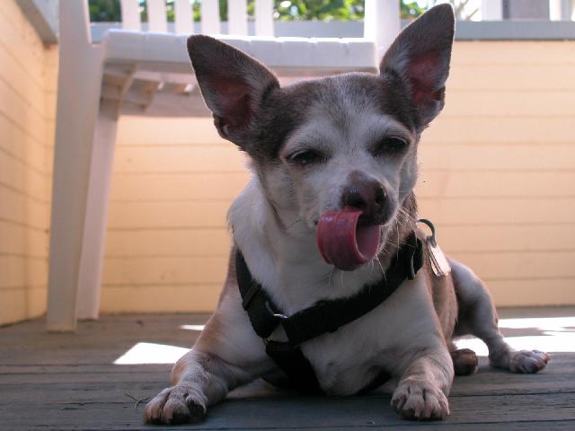 Chihuahua licking its lips