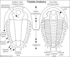 A trilobyte